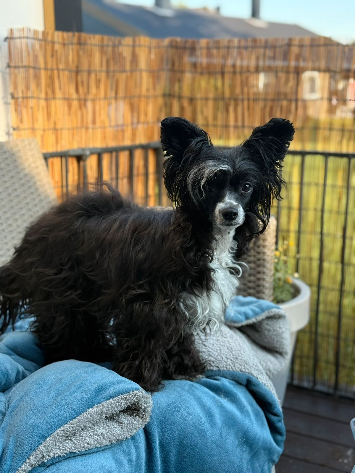 Chinese crested powderpuff