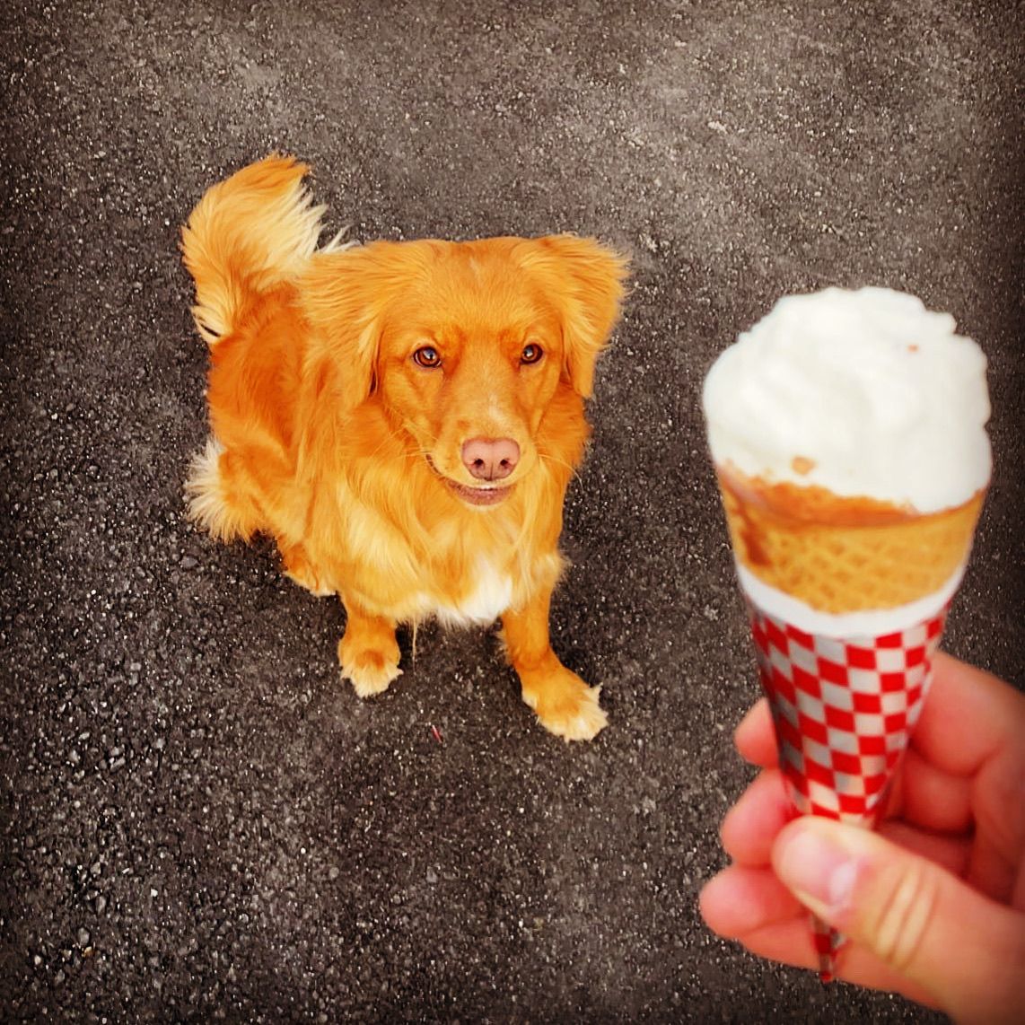 Nova scotia duck tolling retriever