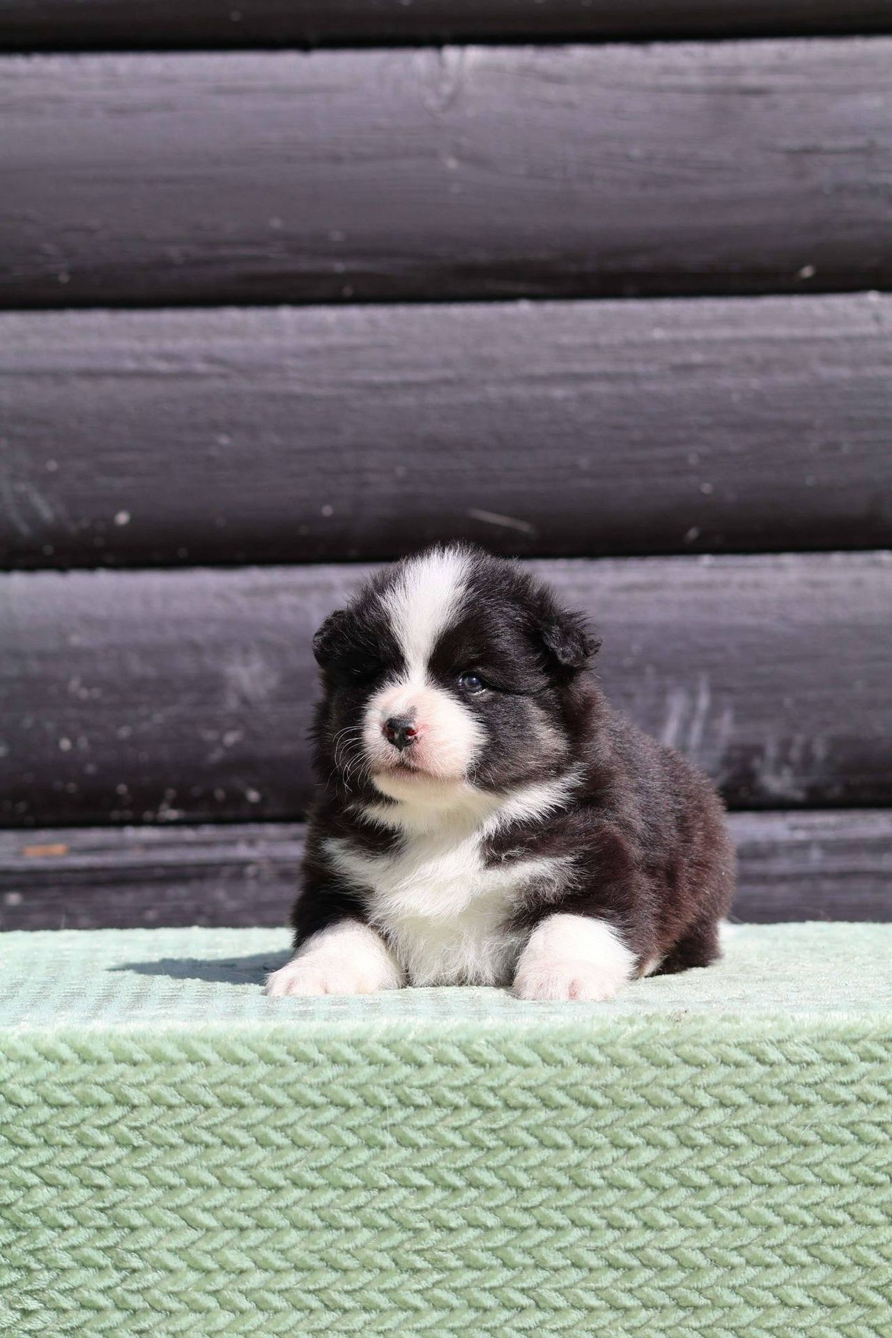 Finsk lapphund
