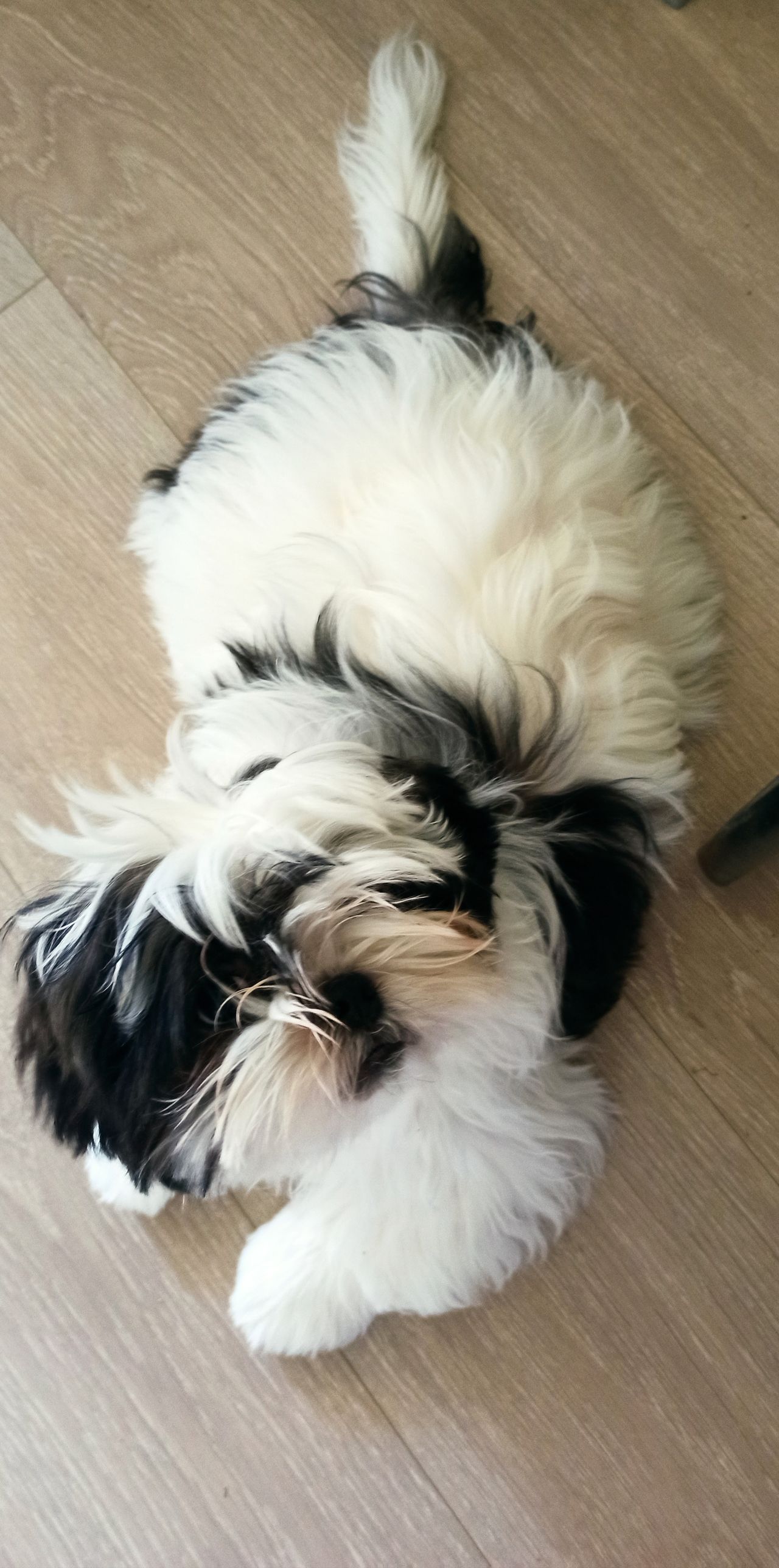 Shih tzu