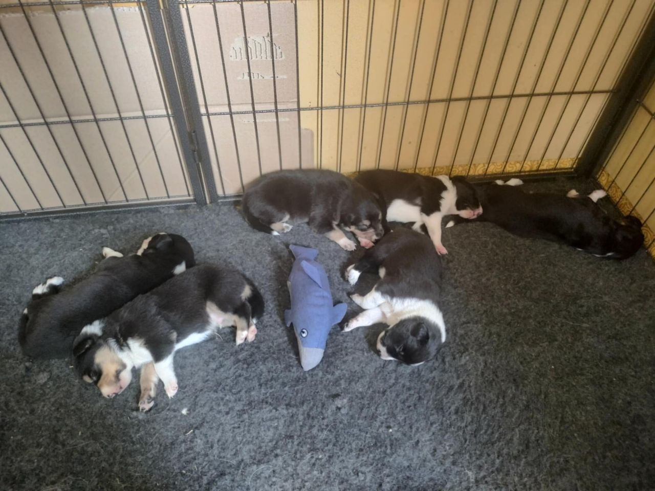 Border collie
