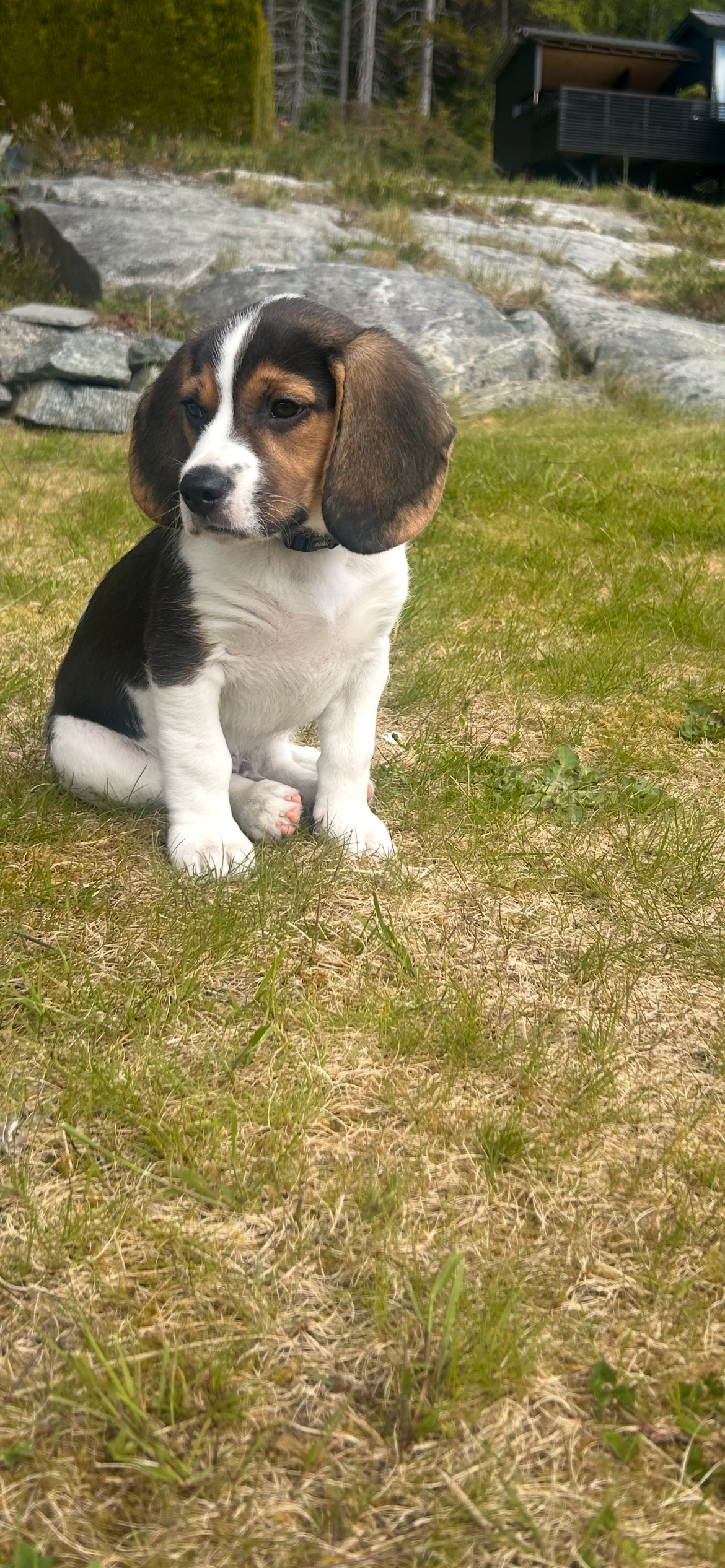 Beagle
