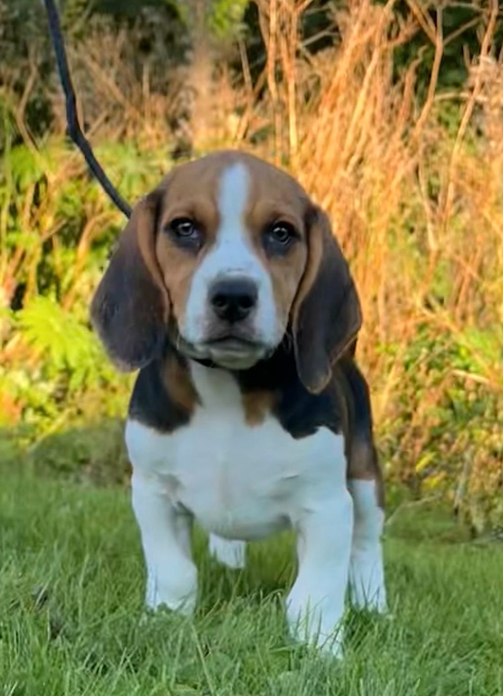 Beagle