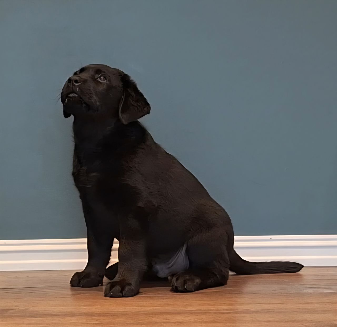 Labrador retriever