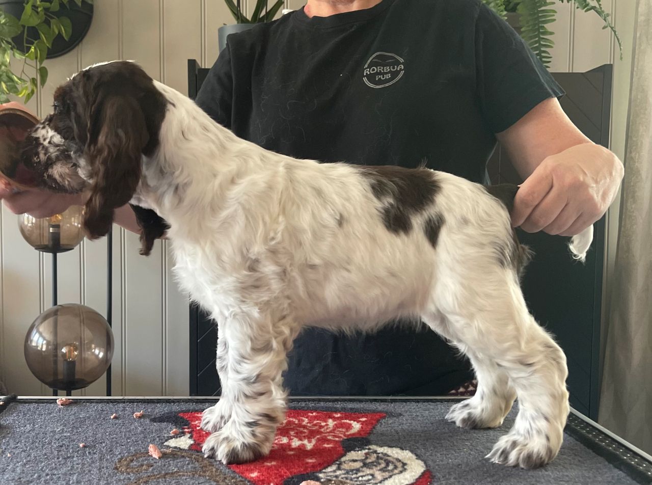 Engelsk springer spaniel