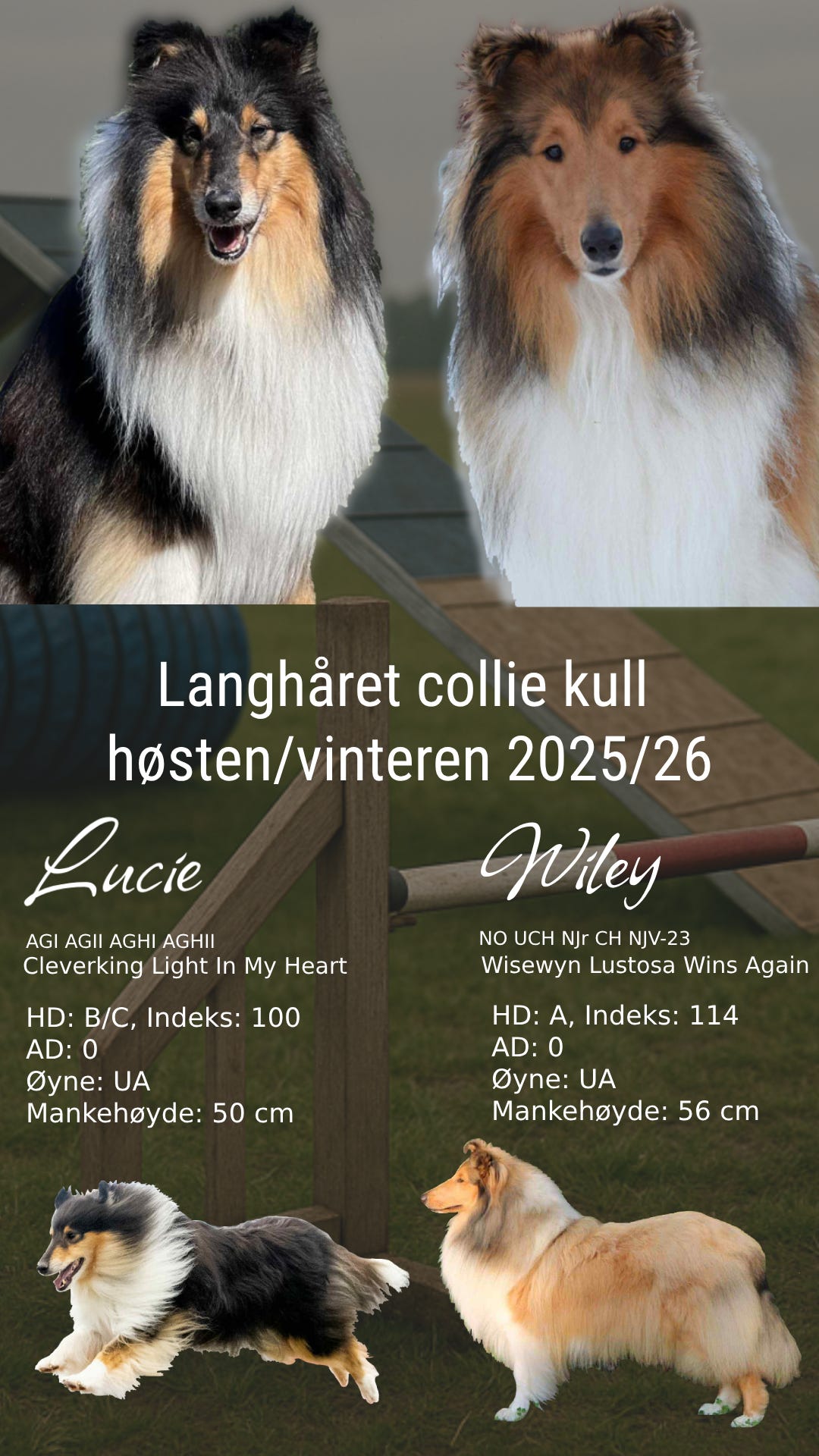 Collie langhåret