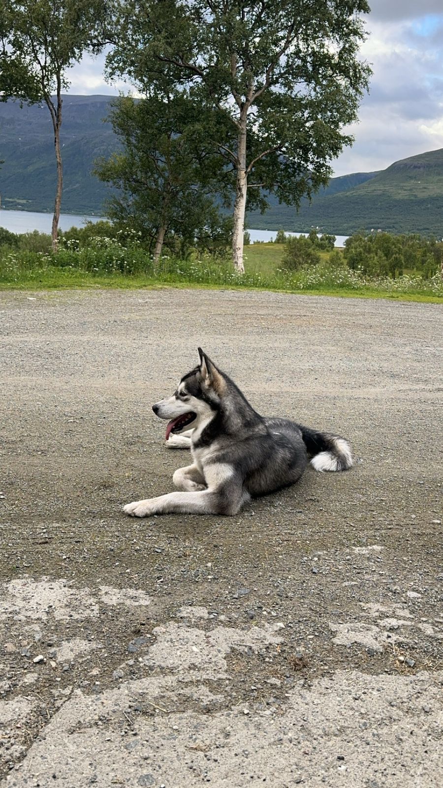 Alaskan malamute