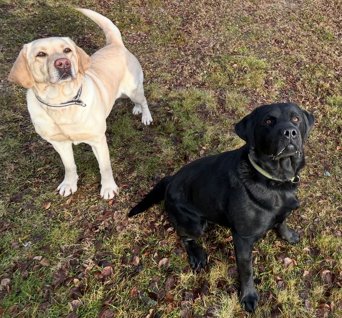 Labrador retriever