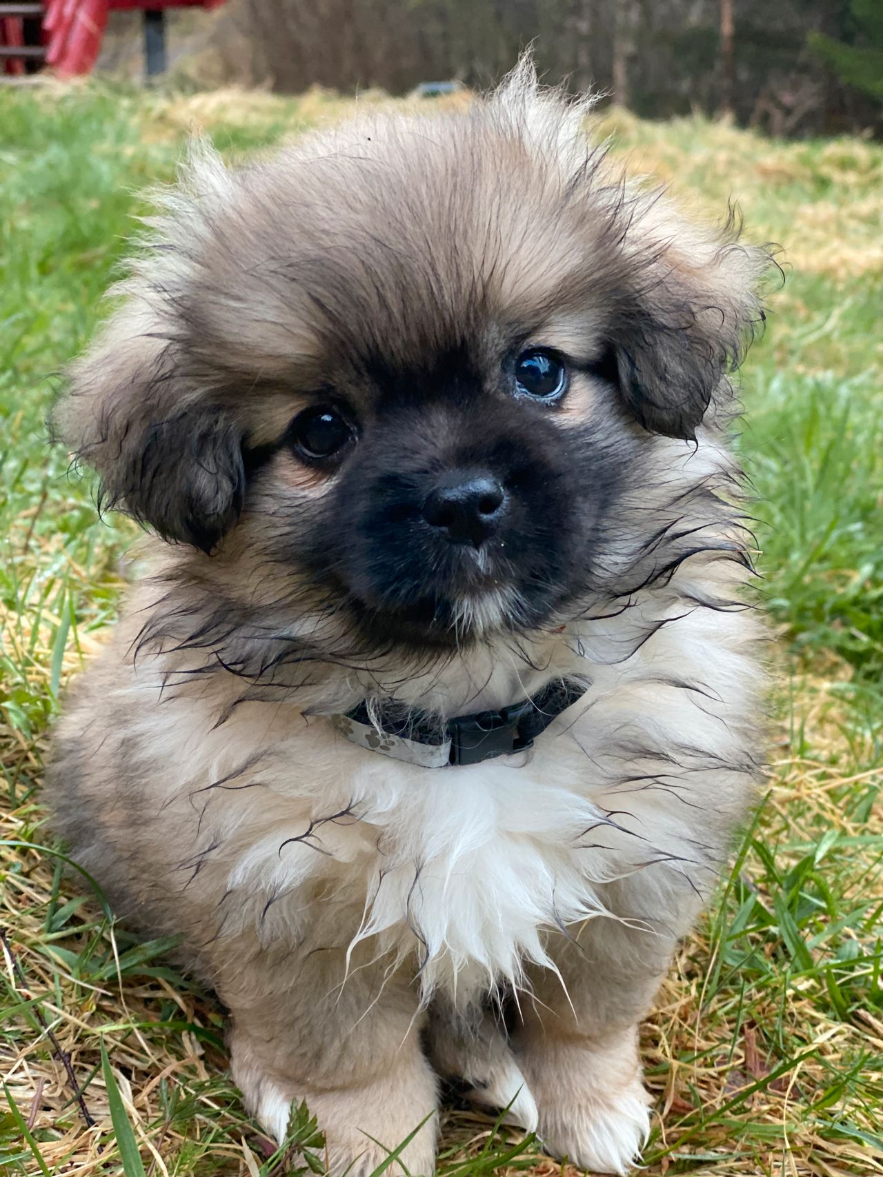 Tibetansk spaniel