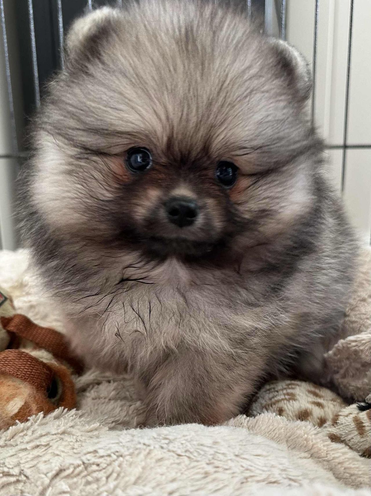 Pomeranian