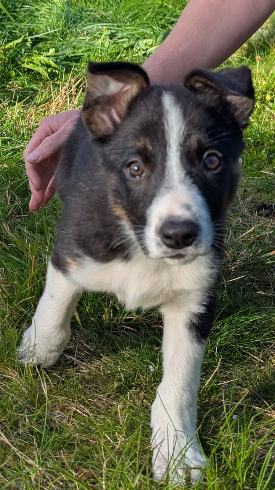 Border collie