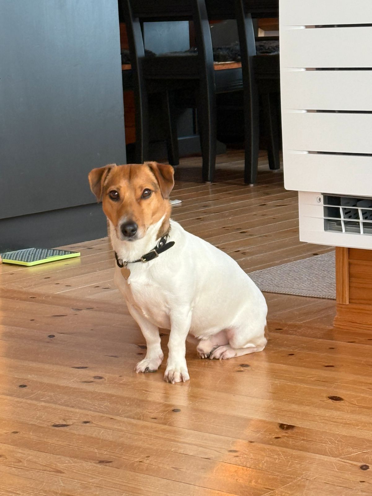 Jack russell terrier