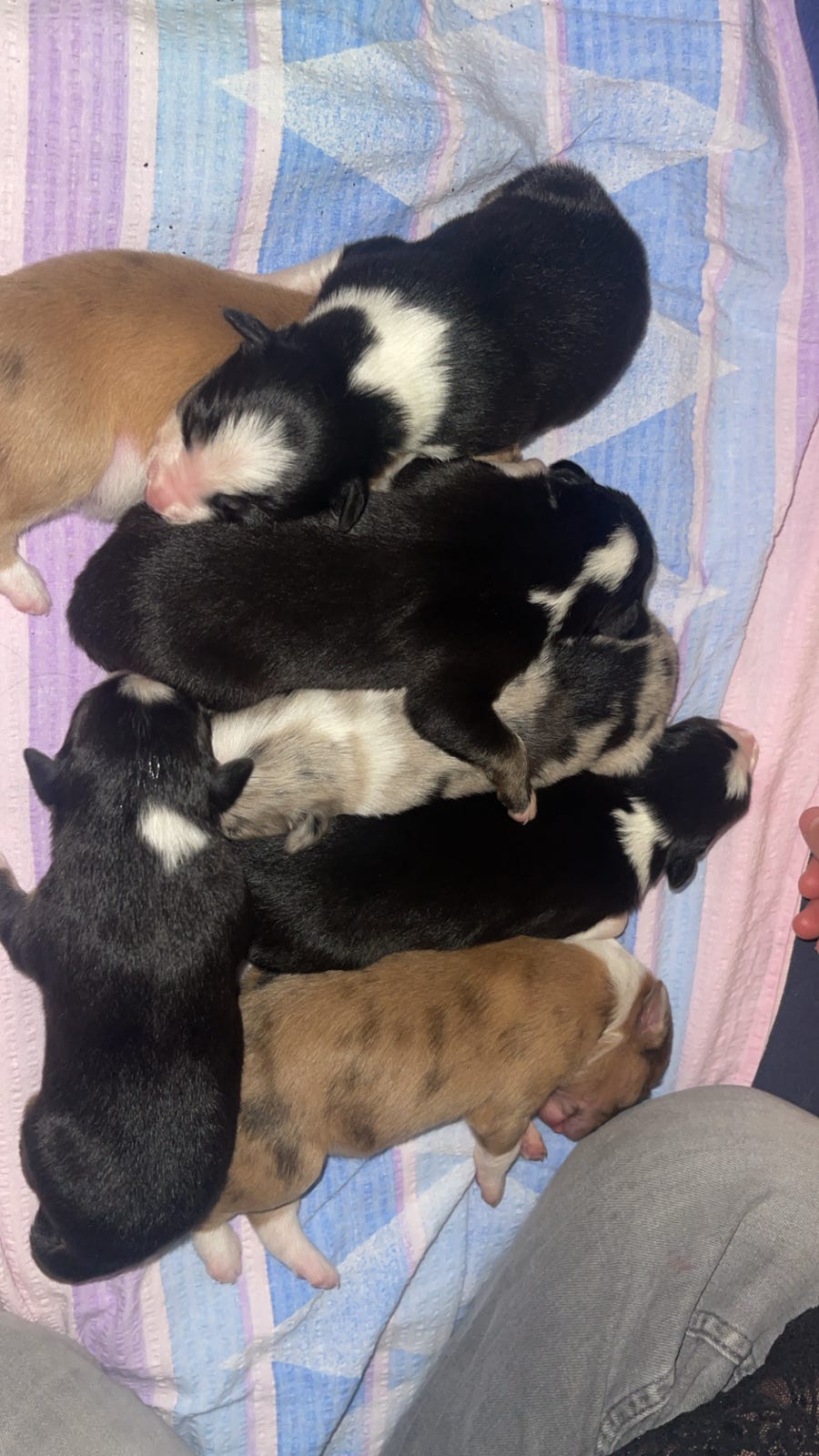 Border collie