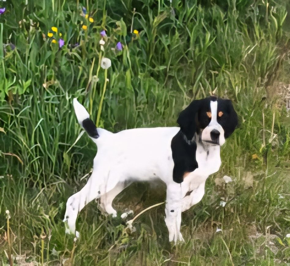 Engelsk setter