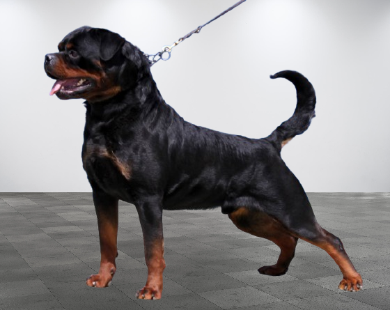 Rottweiler
