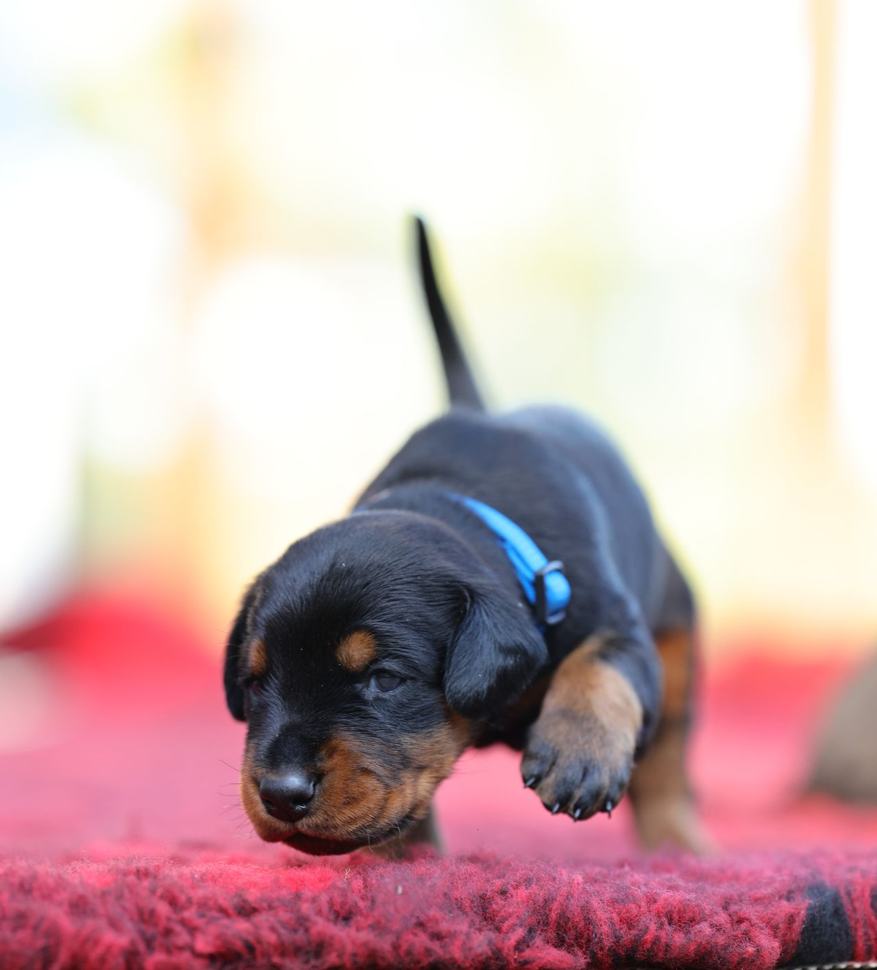 Dobermann