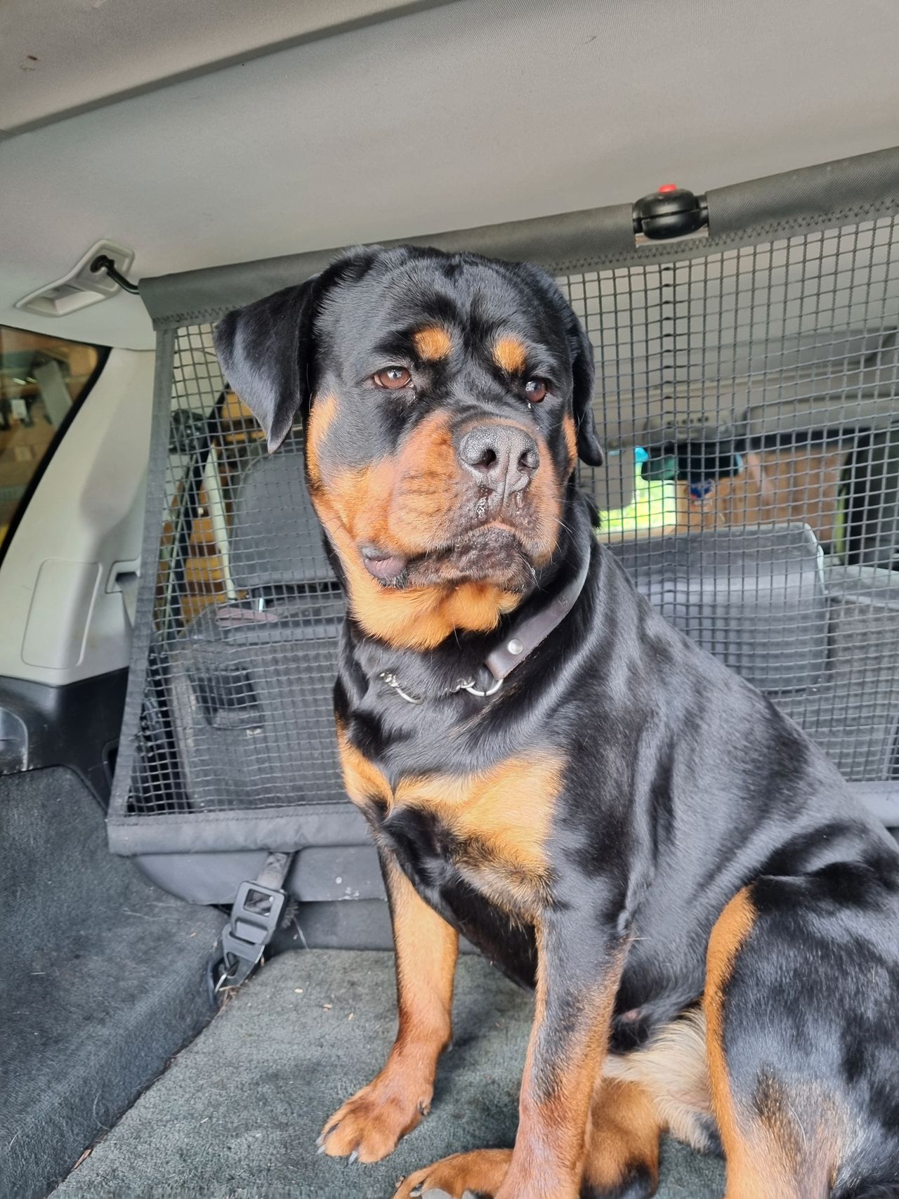 Rottweiler