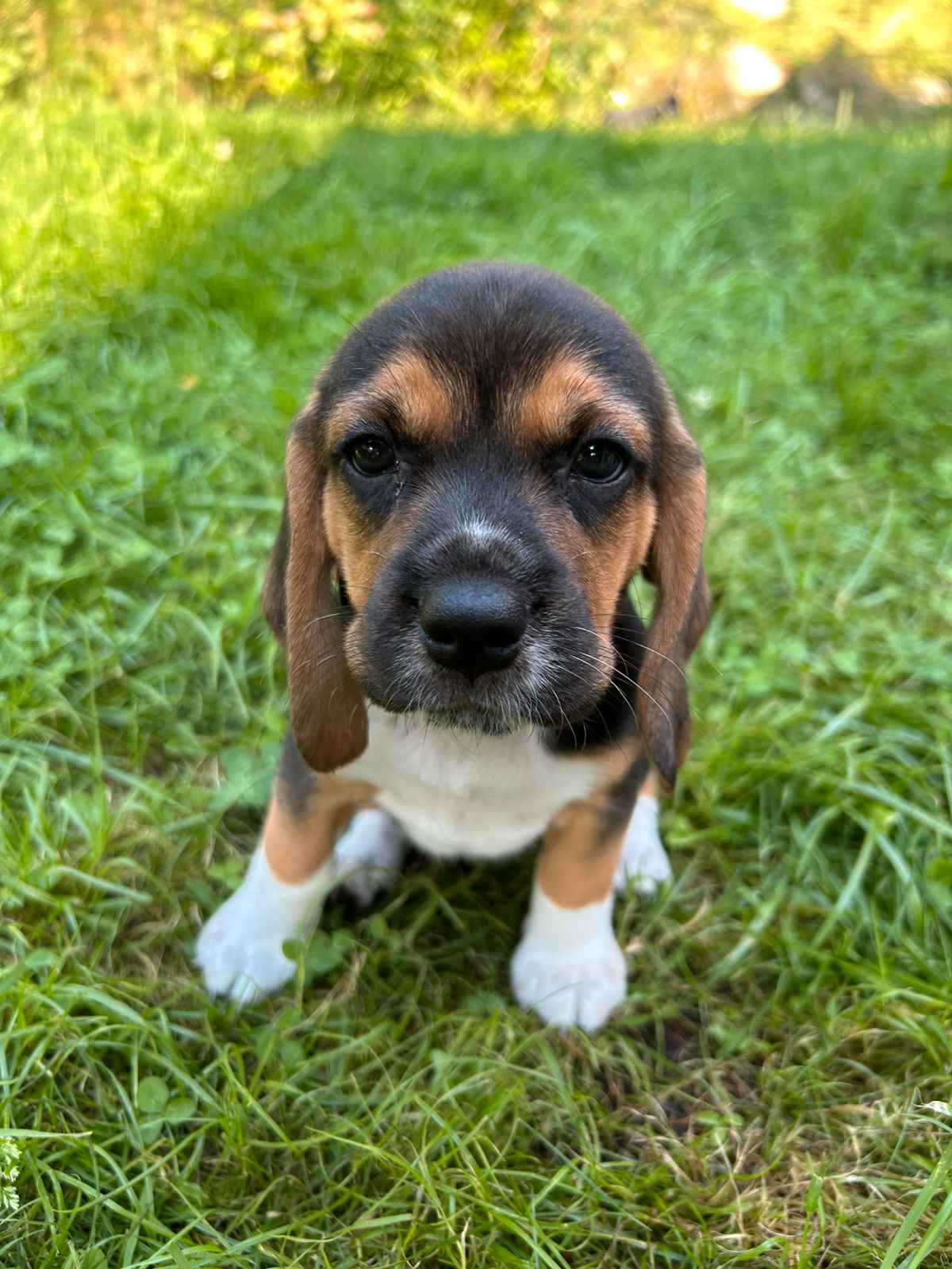 Beagle