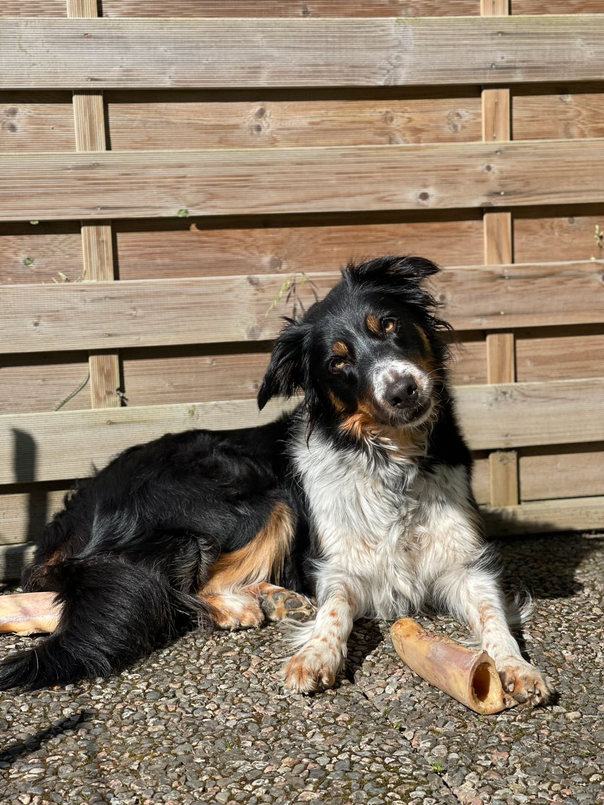 Border collie
