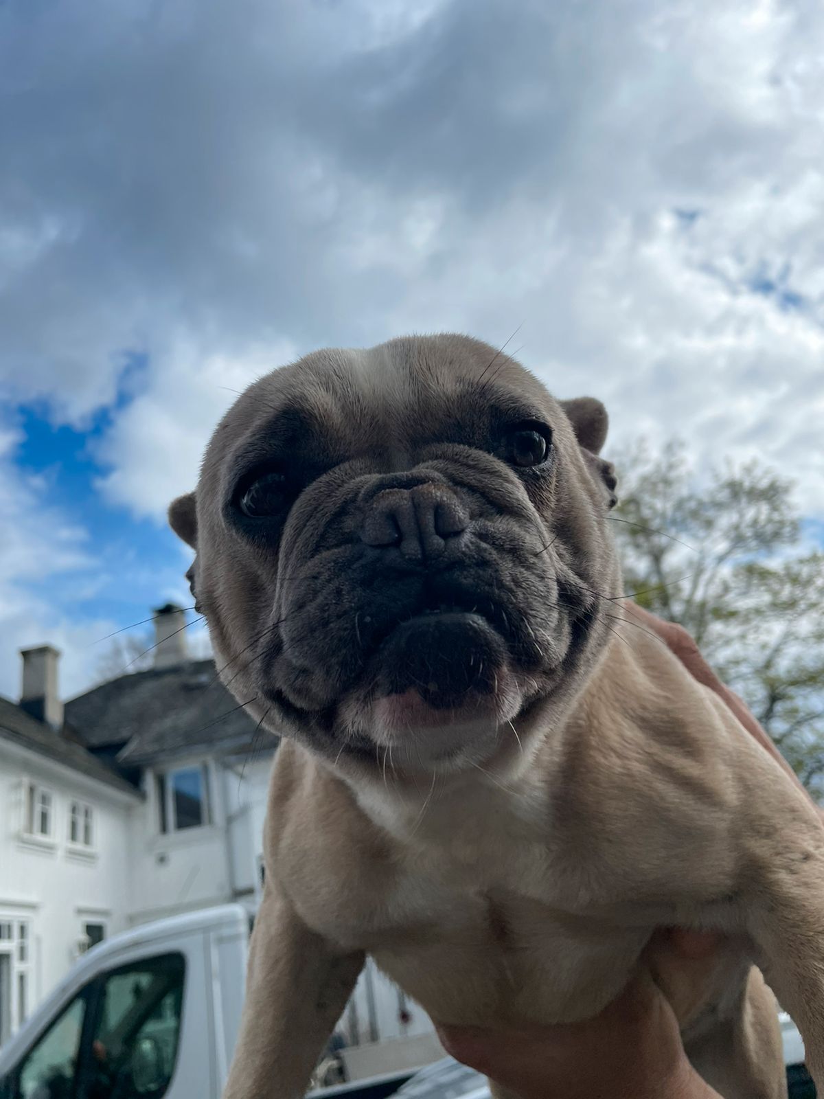 Fransk bulldog