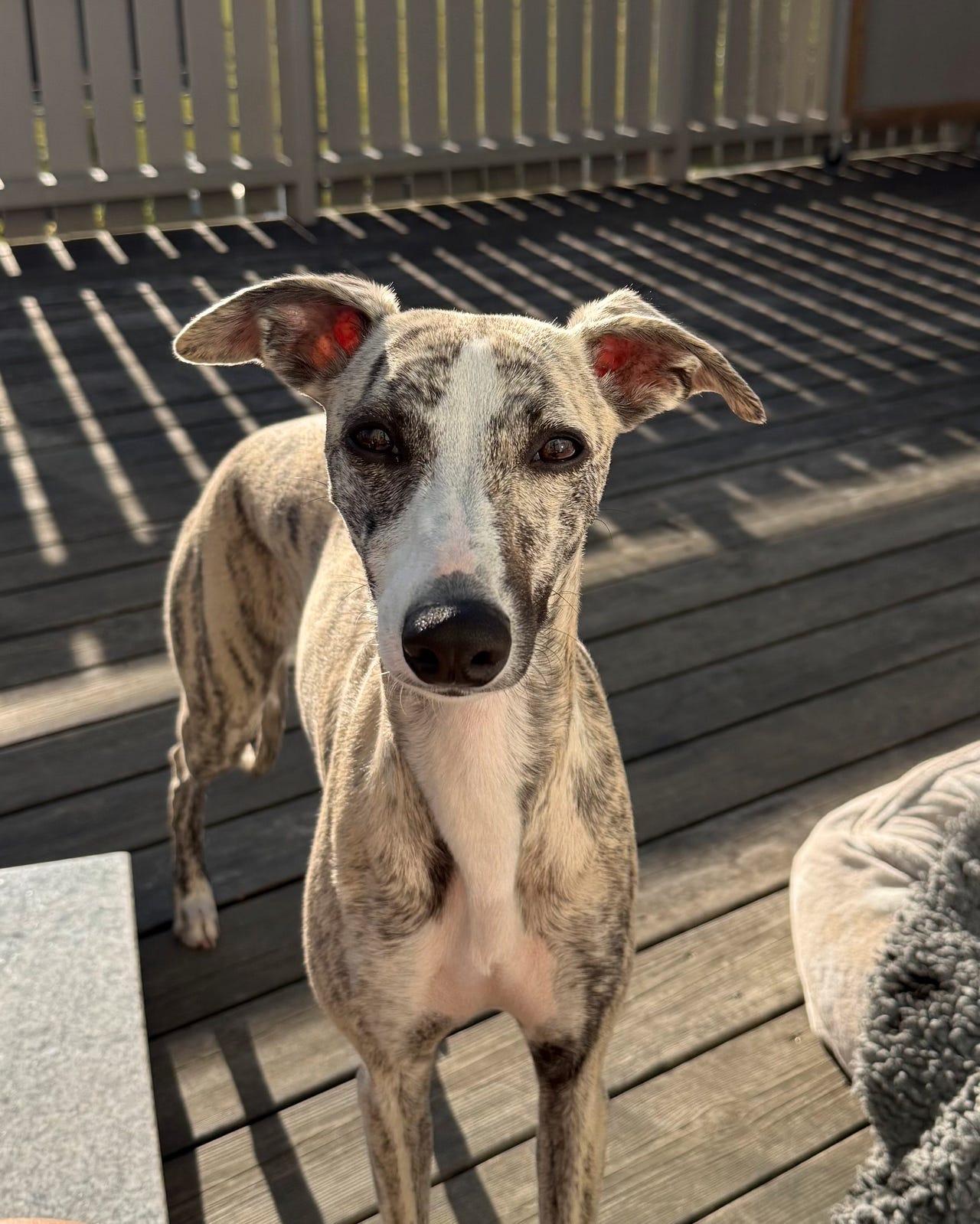 Whippet
