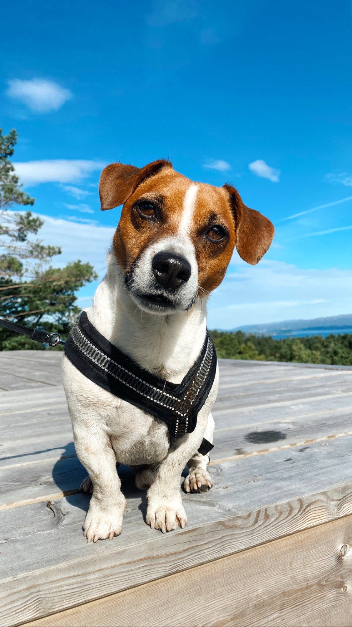 Jack russell terrier