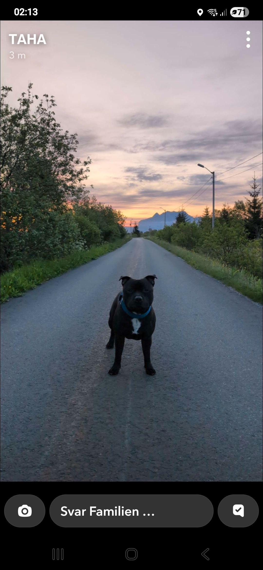 Staffordshire bull terrier