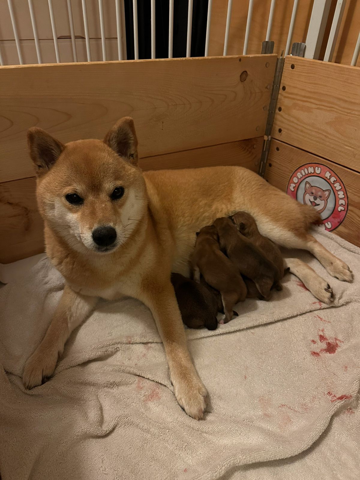 Shiba