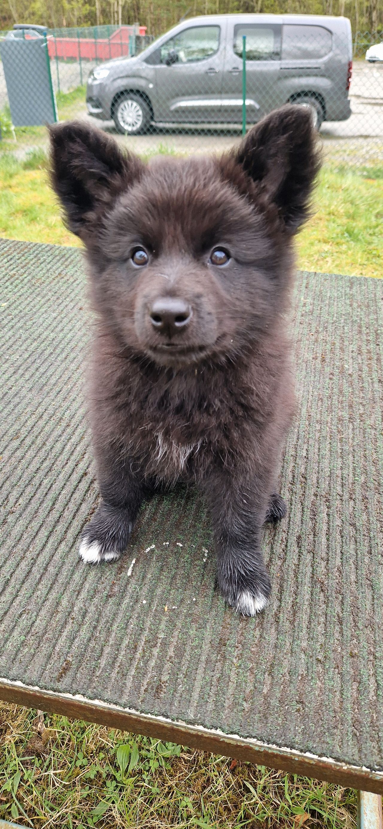 Svensk lapphund