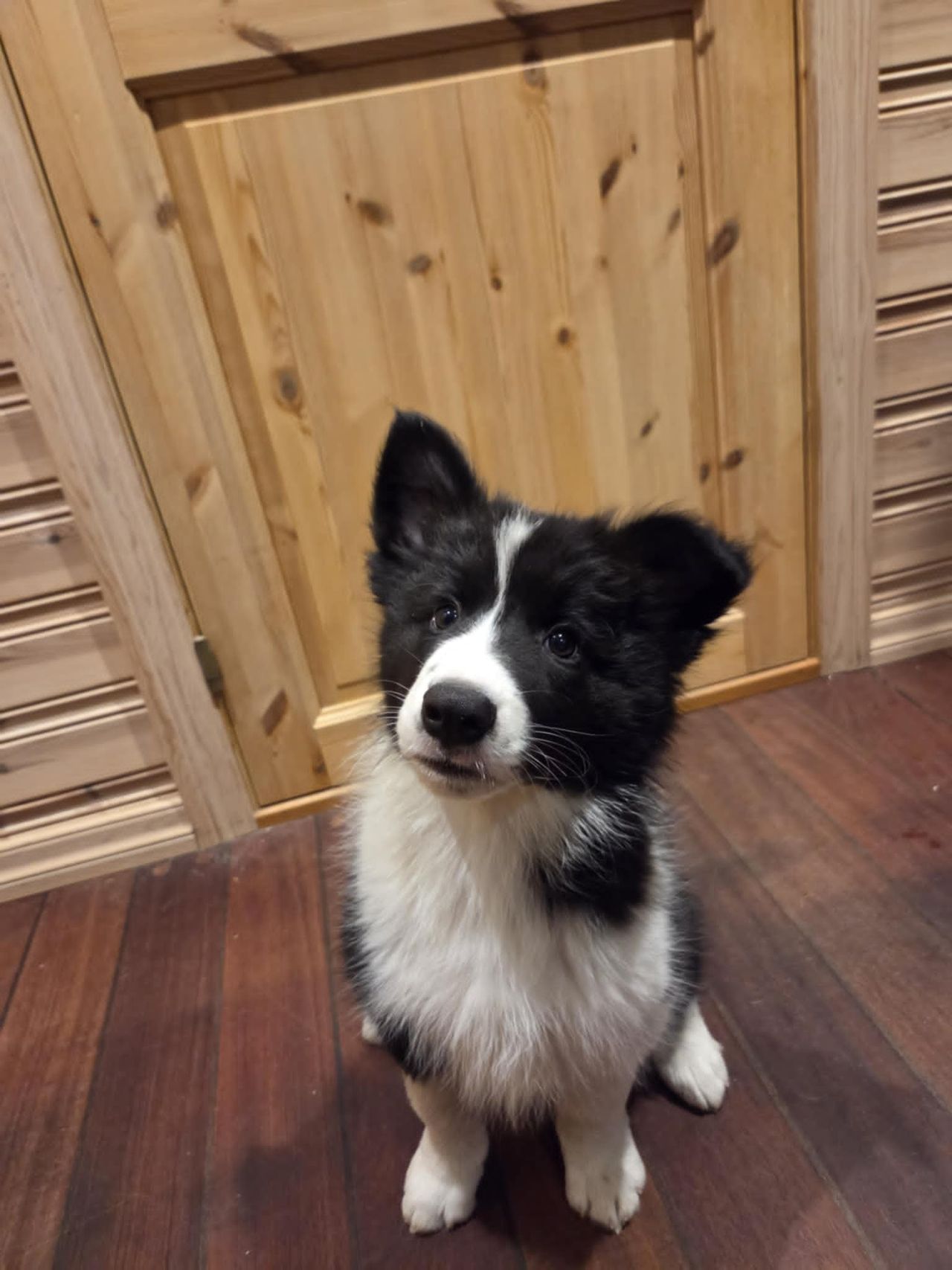 Border collie