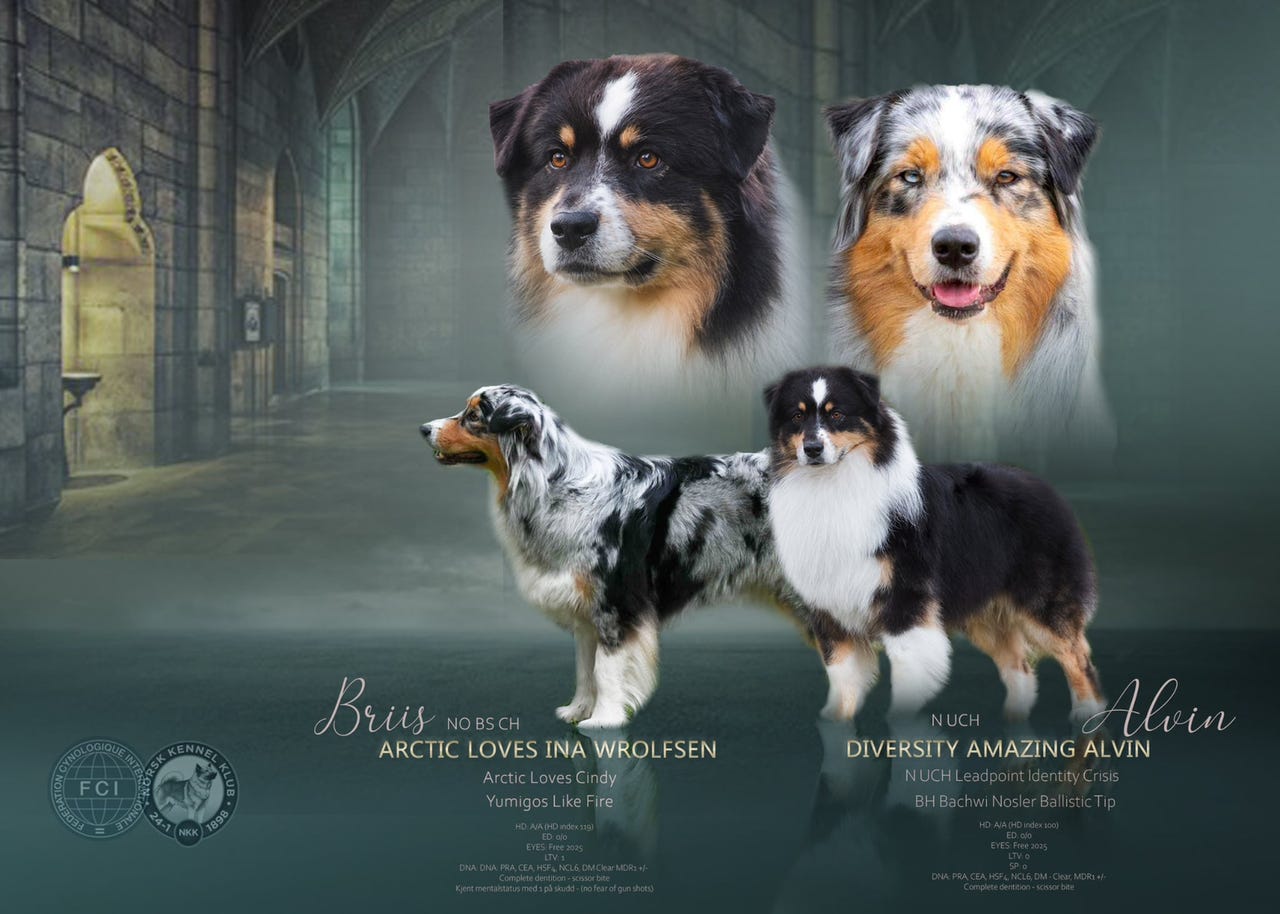 Australian shepherd