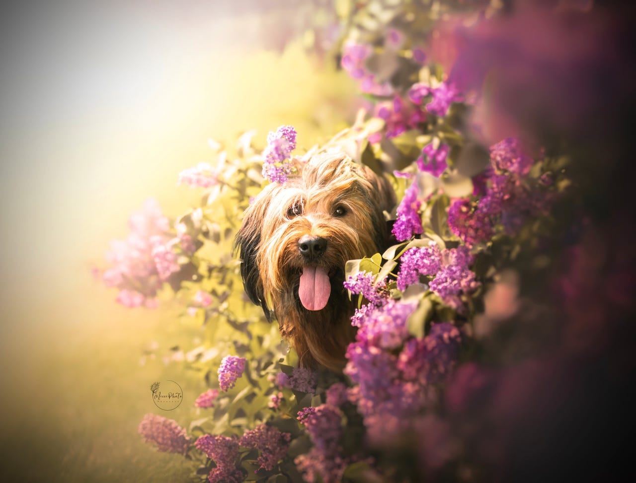 Briard