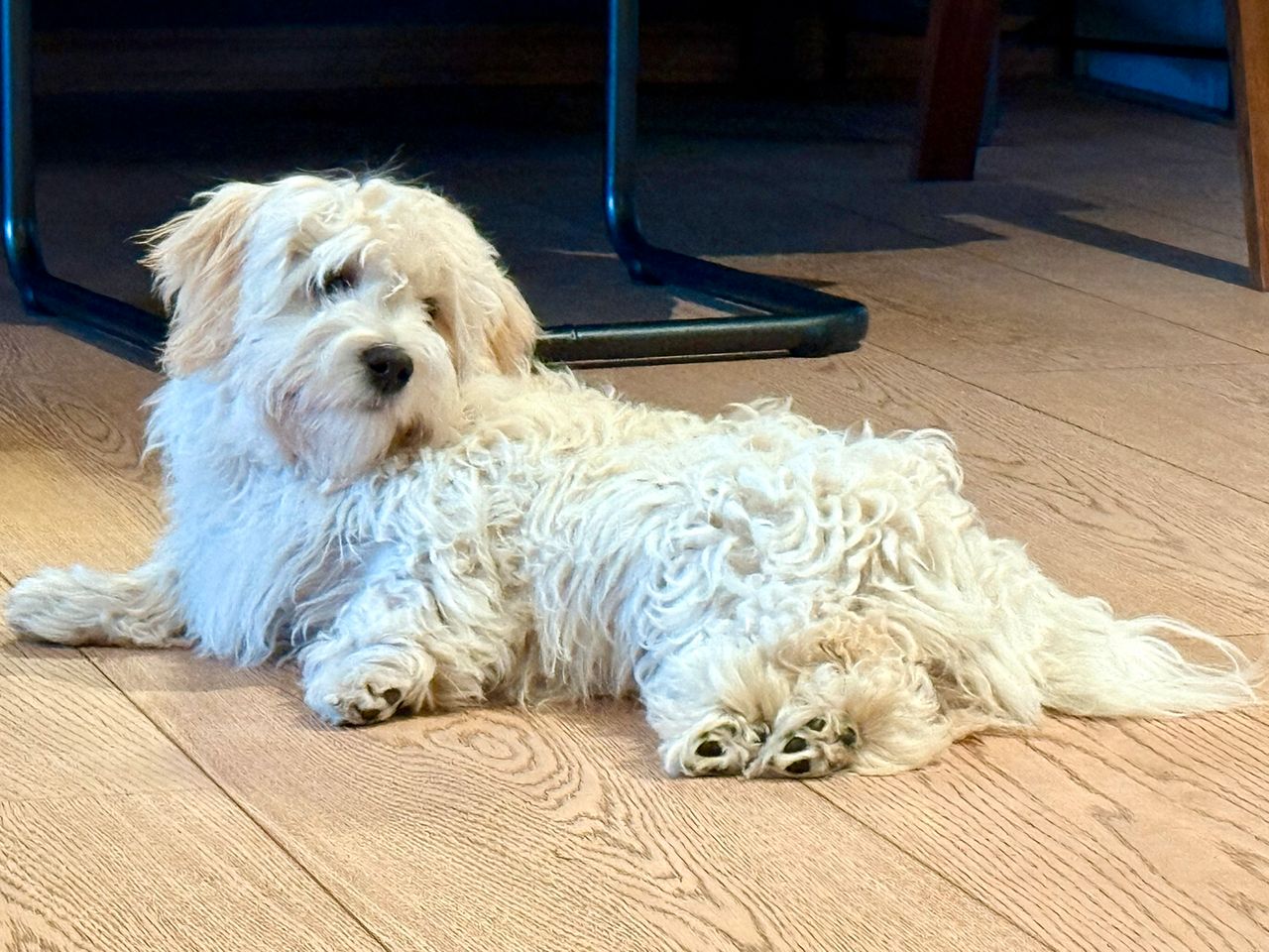 Bichon havanais