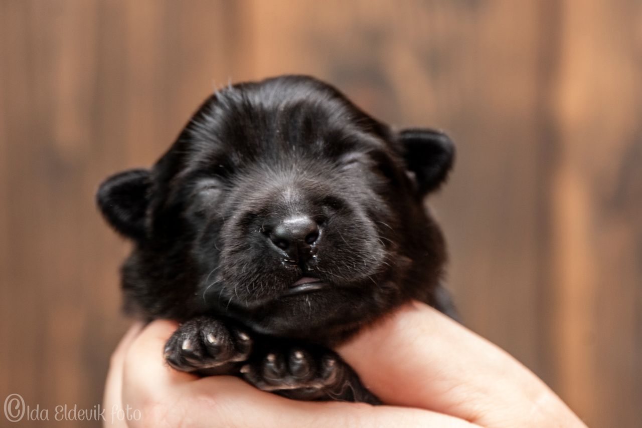 Svensk lapphund