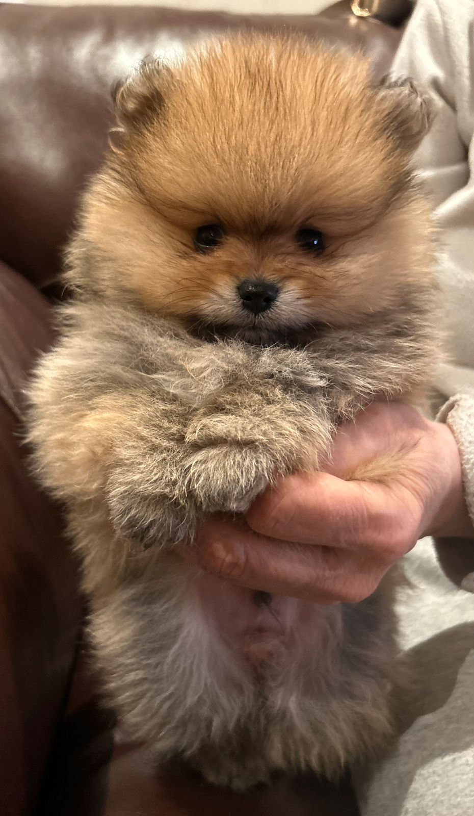 Pomeranian