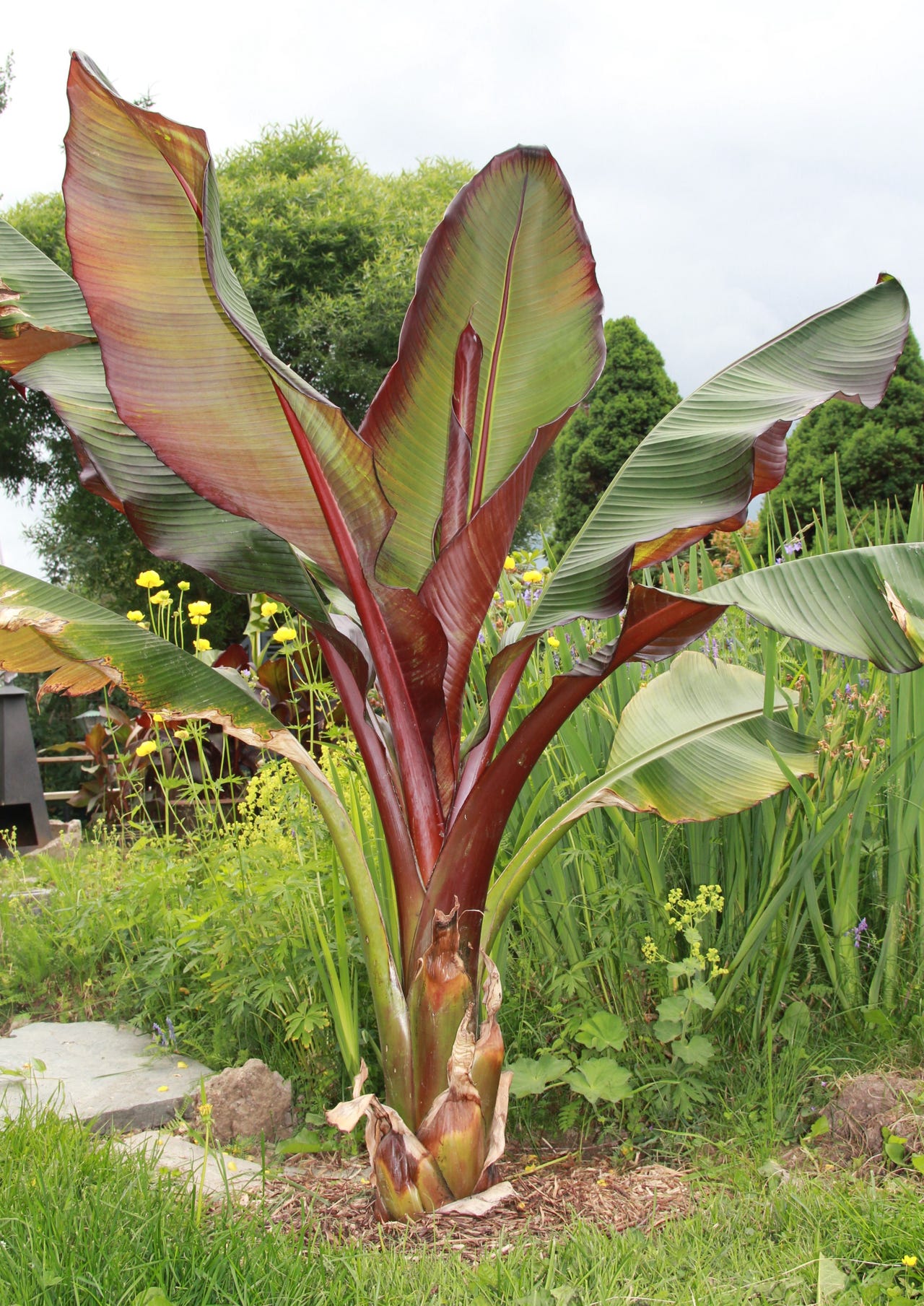Ensete Maurelii, rød banan+ Musa basjoo japansk fiberbanan, Canna stor ...
