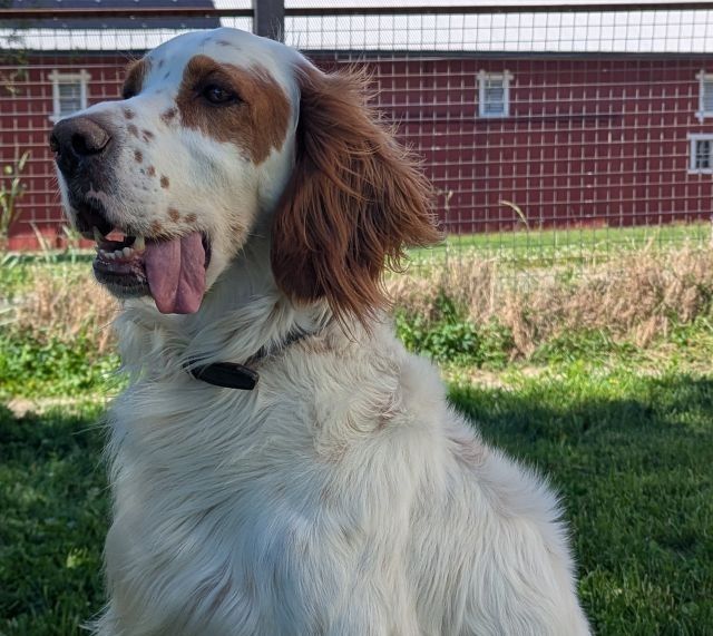 Engelsk setter