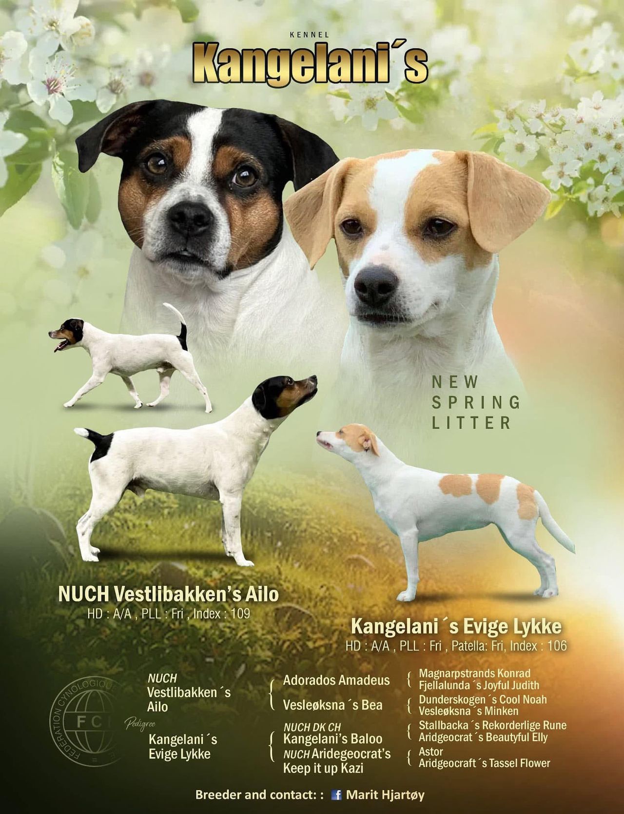 Dansk-svensk gårdshund