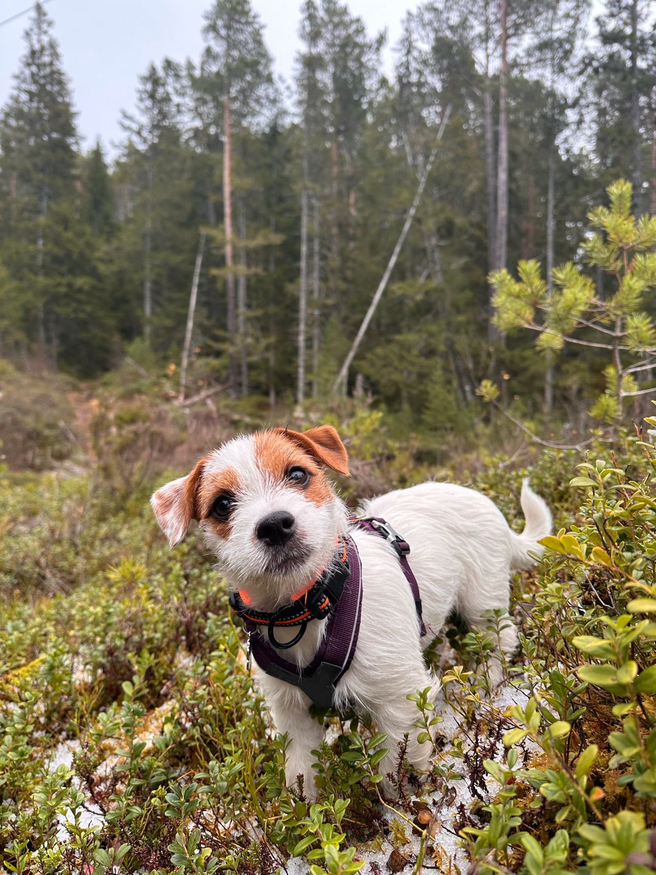 Jack russell terrier