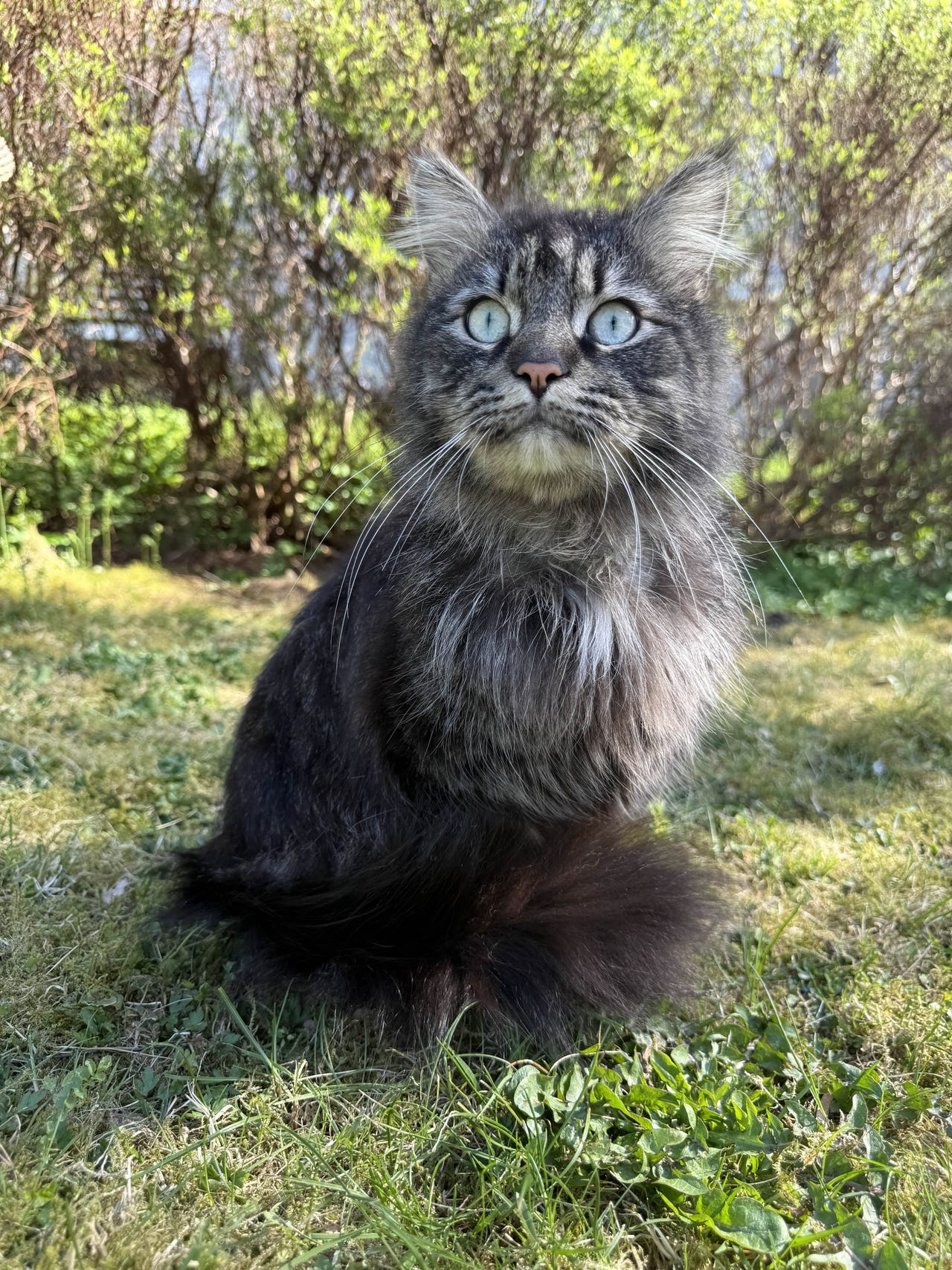 renraset-sibirkatt-finn-torget