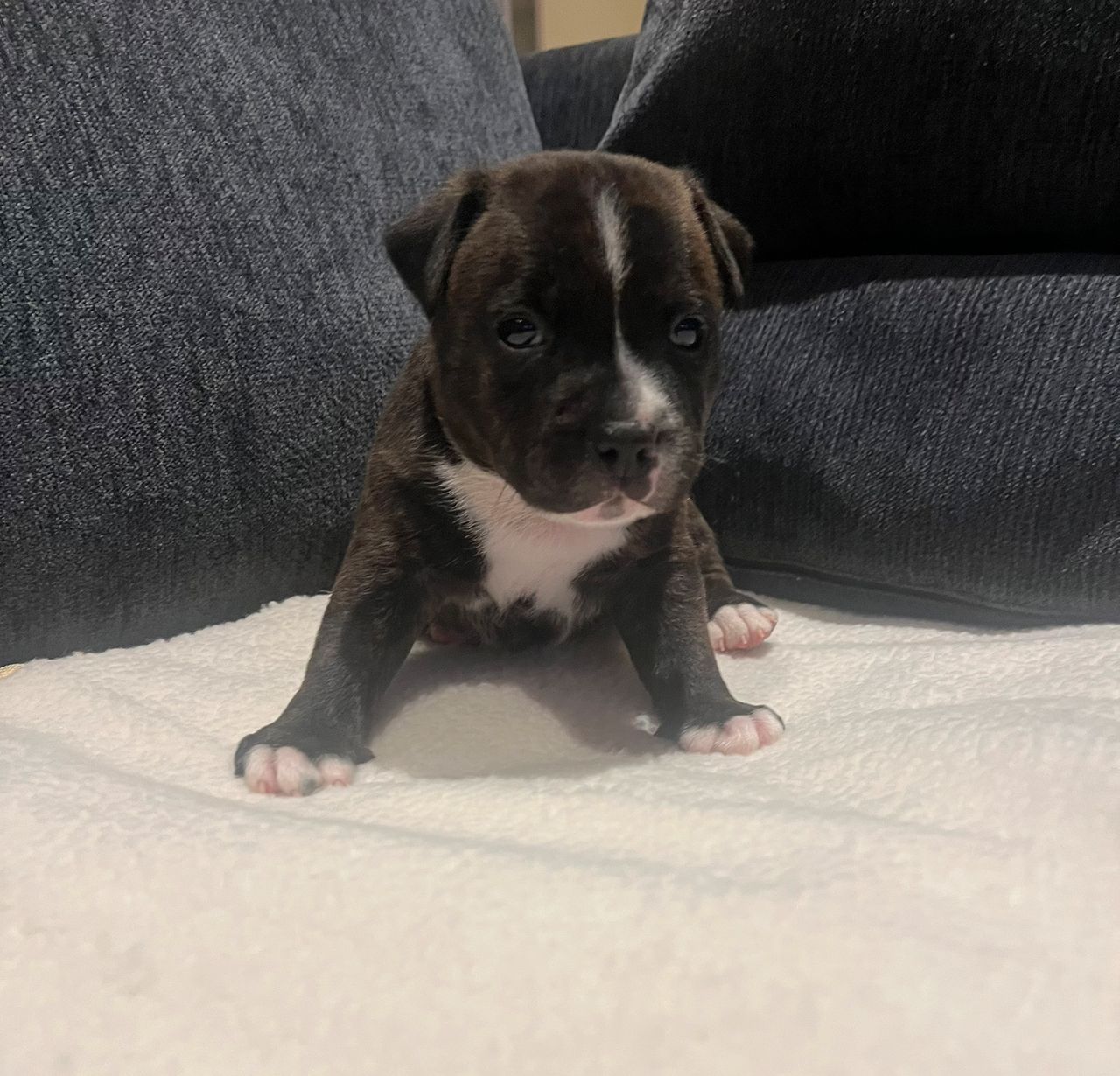Staffordshire bull terrier