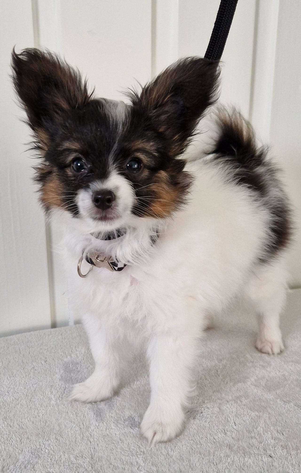 Papillon