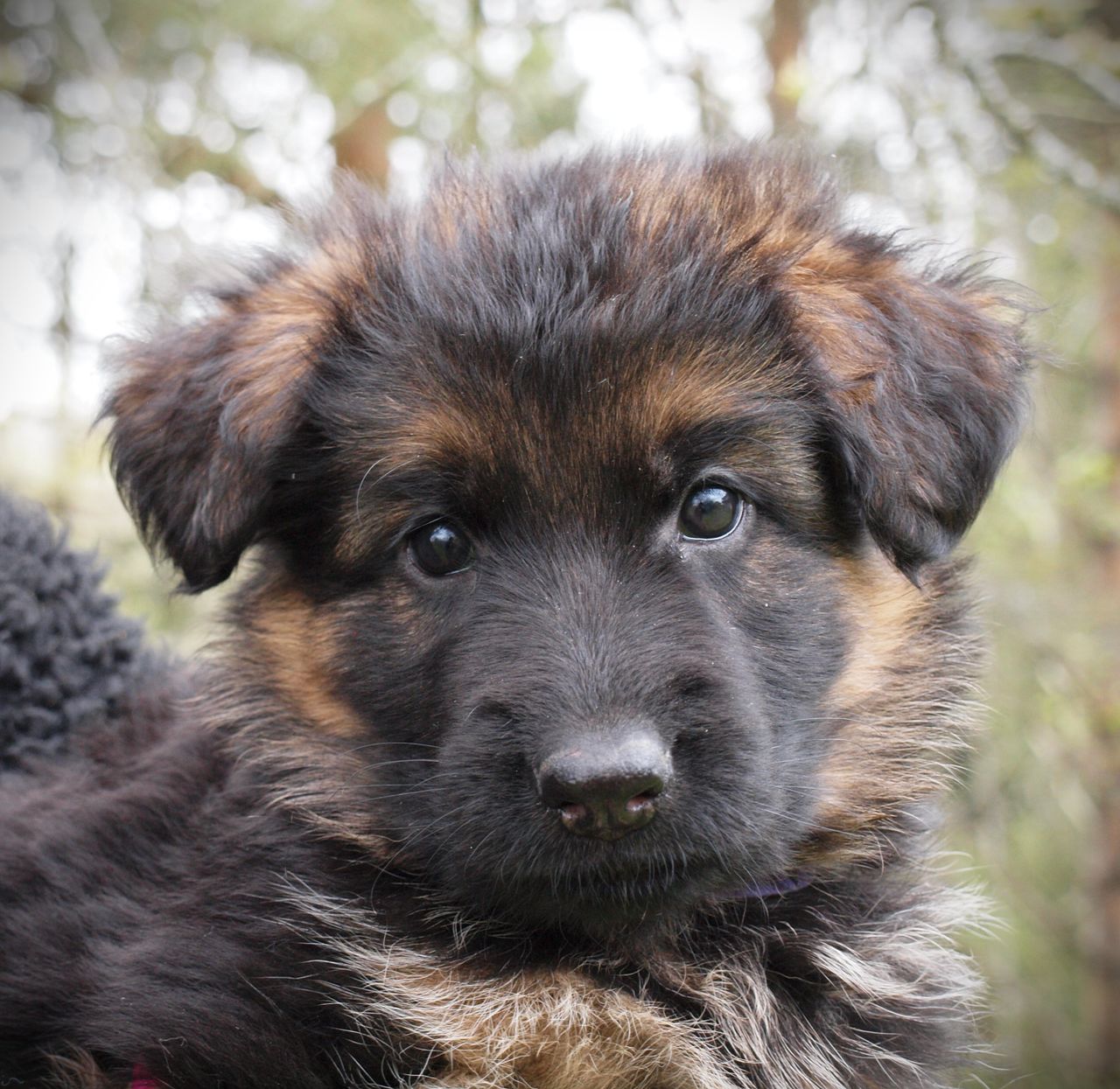 Schäferhund langhår