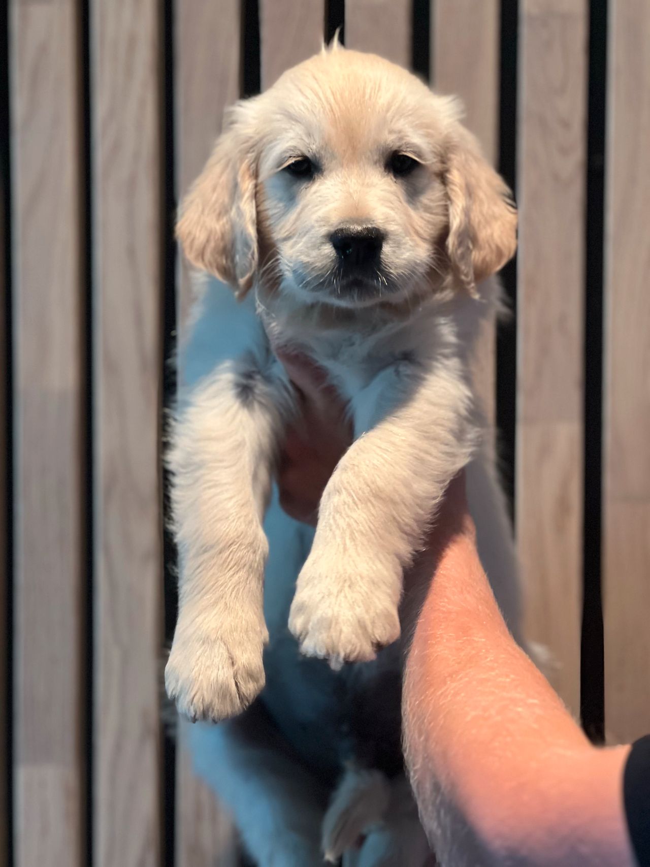 Golden retriever