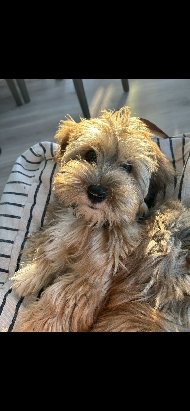 Bichon havanais