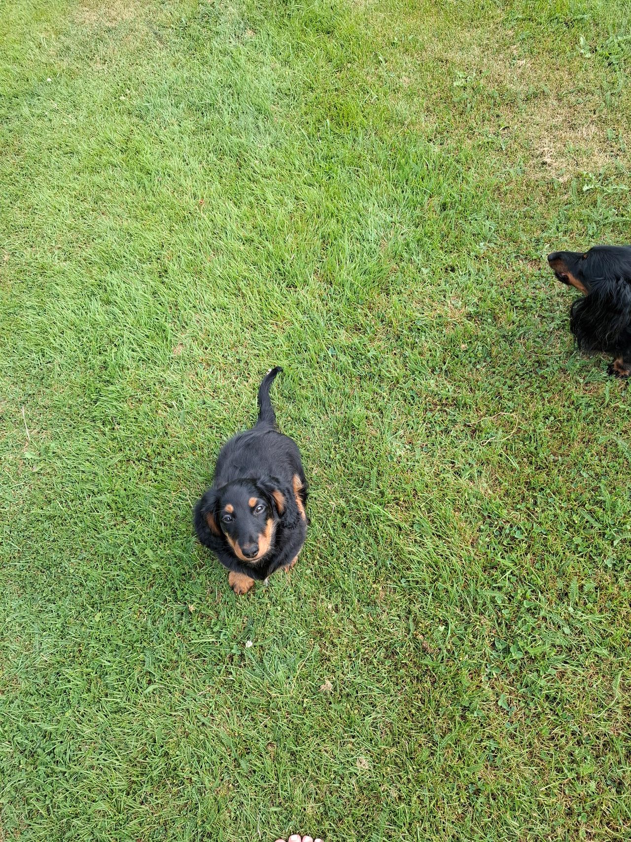 Dachshund langhåret