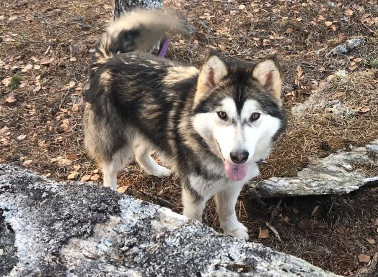 Alaskan malamute