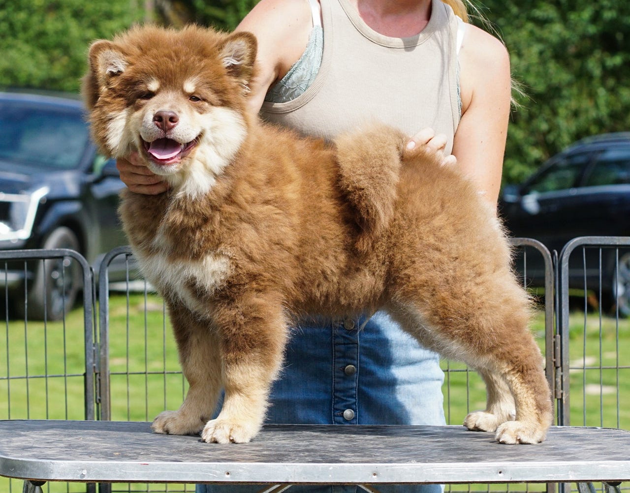 Finsk lapphund