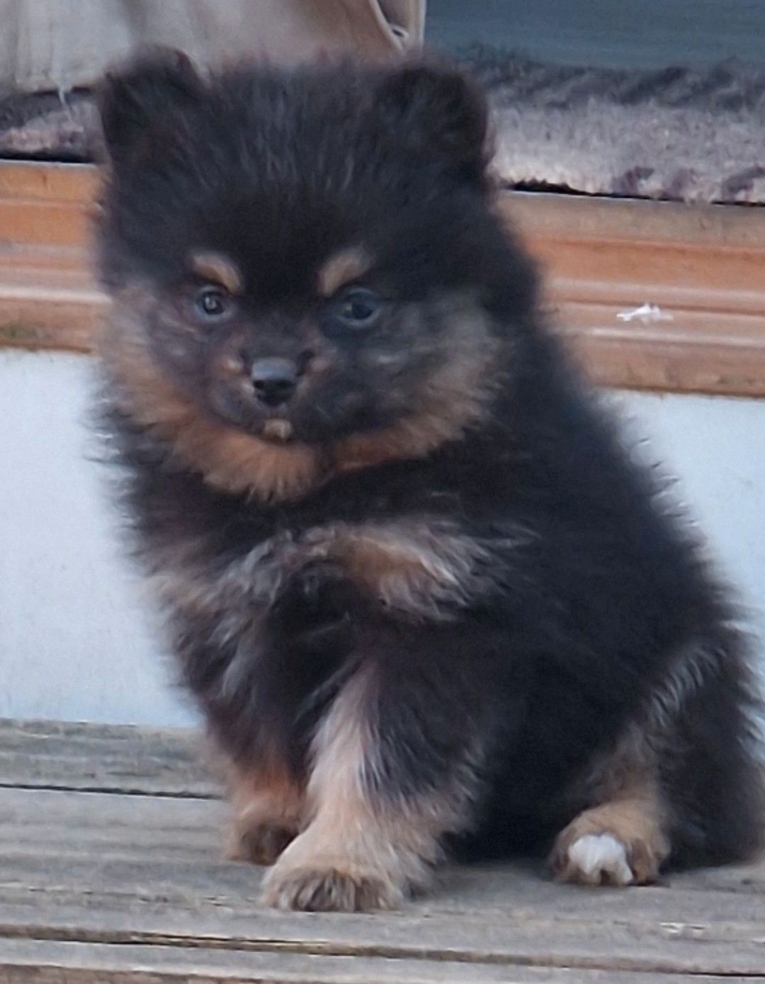Pomeranian