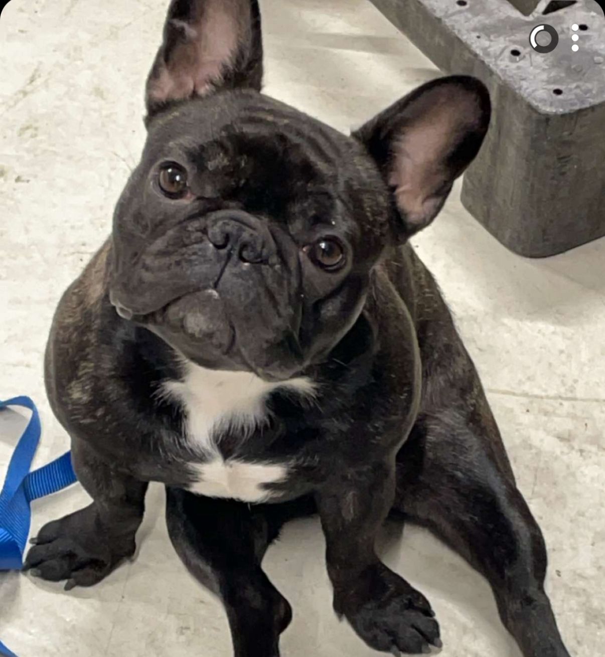 Fransk bulldog